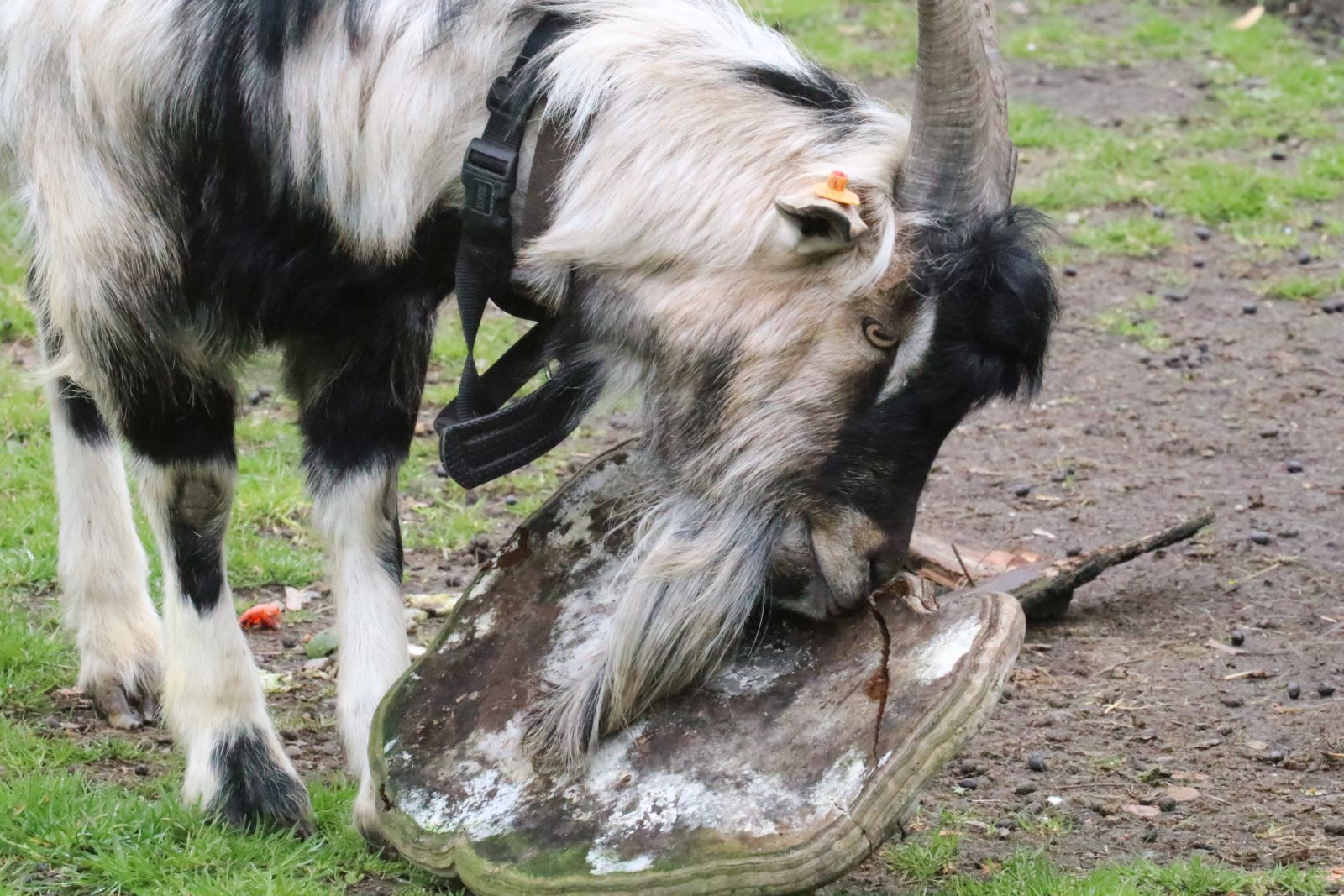Z wizytą w mini zoo i na budowie palmiarni
