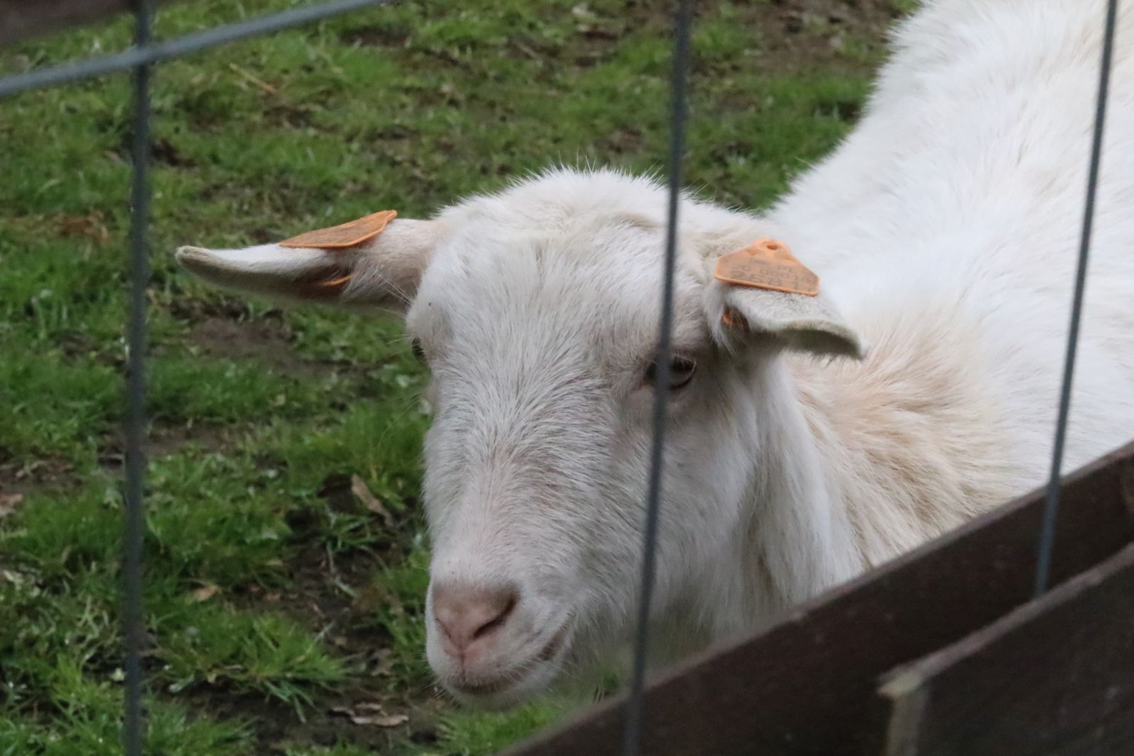 Z wizytą w mini zoo i na budowie palmiarni