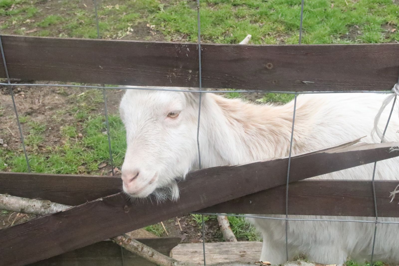 Z wizytą w mini zoo i na budowie palmiarni