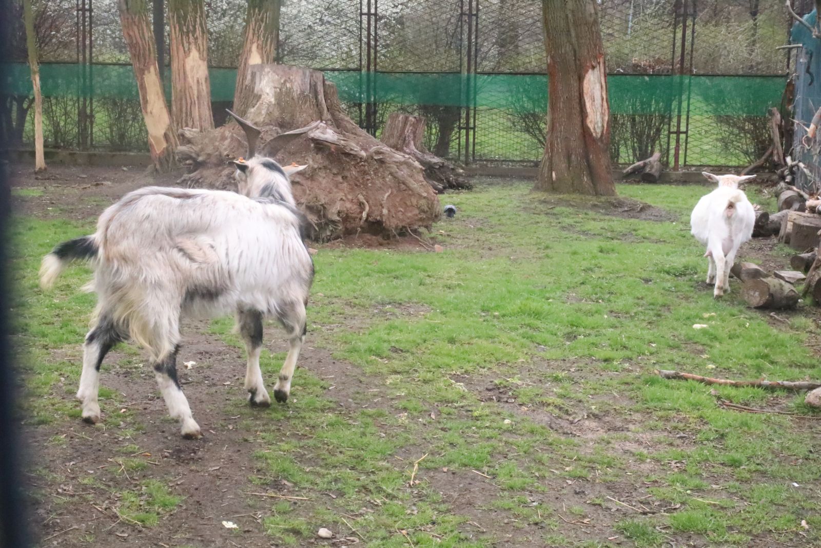 Z wizytą w mini zoo i na budowie palmiarni