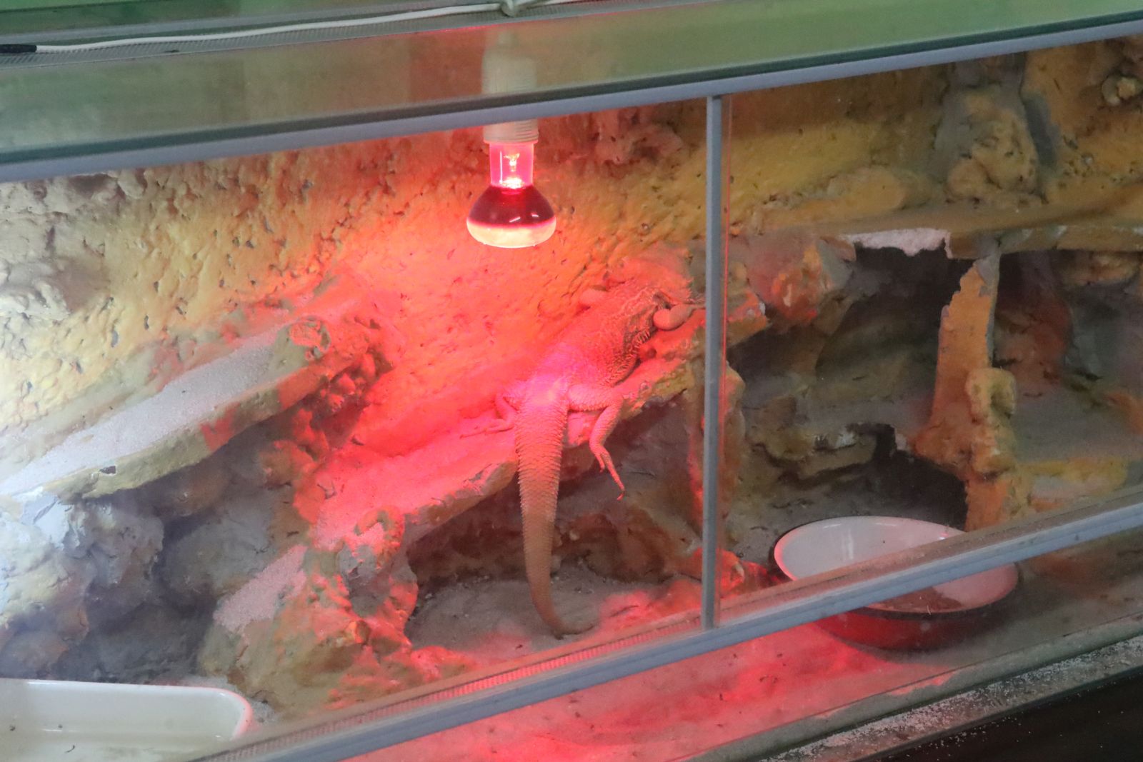 Z wizytą w mini zoo i na budowie palmiarni