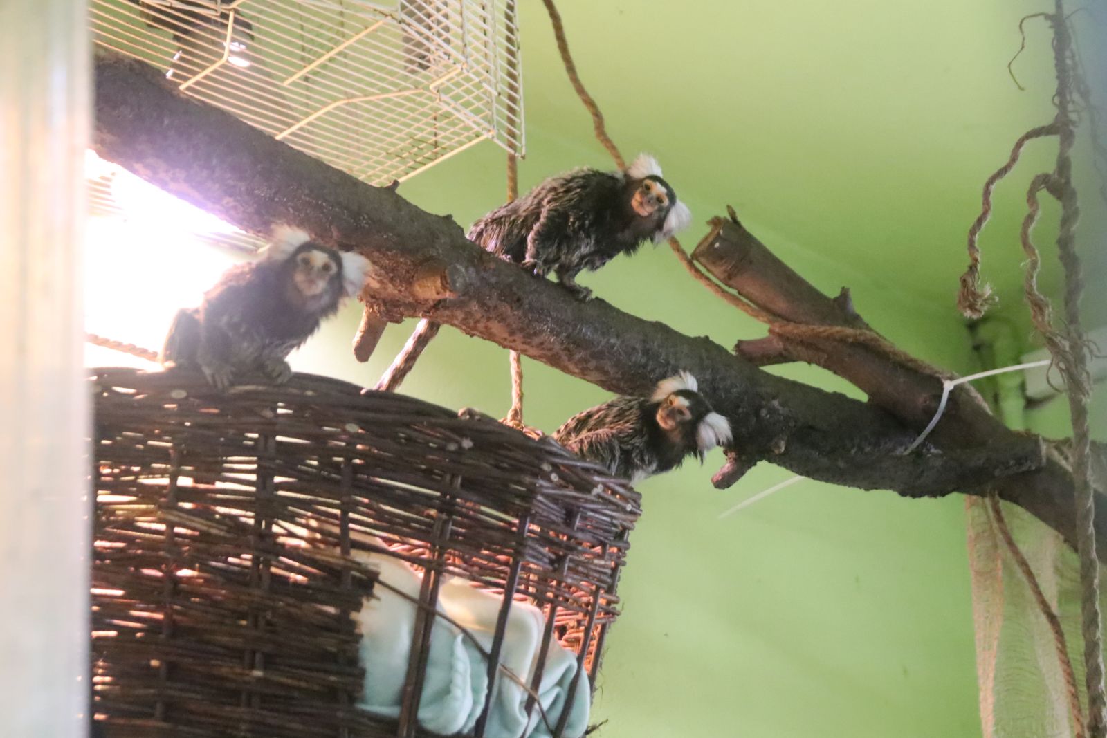 Z wizytą w mini zoo i na budowie palmiarni