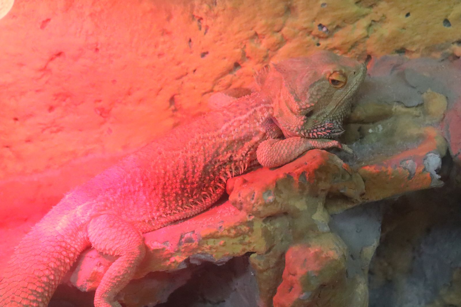Z wizytą w mini zoo i na budowie palmiarni