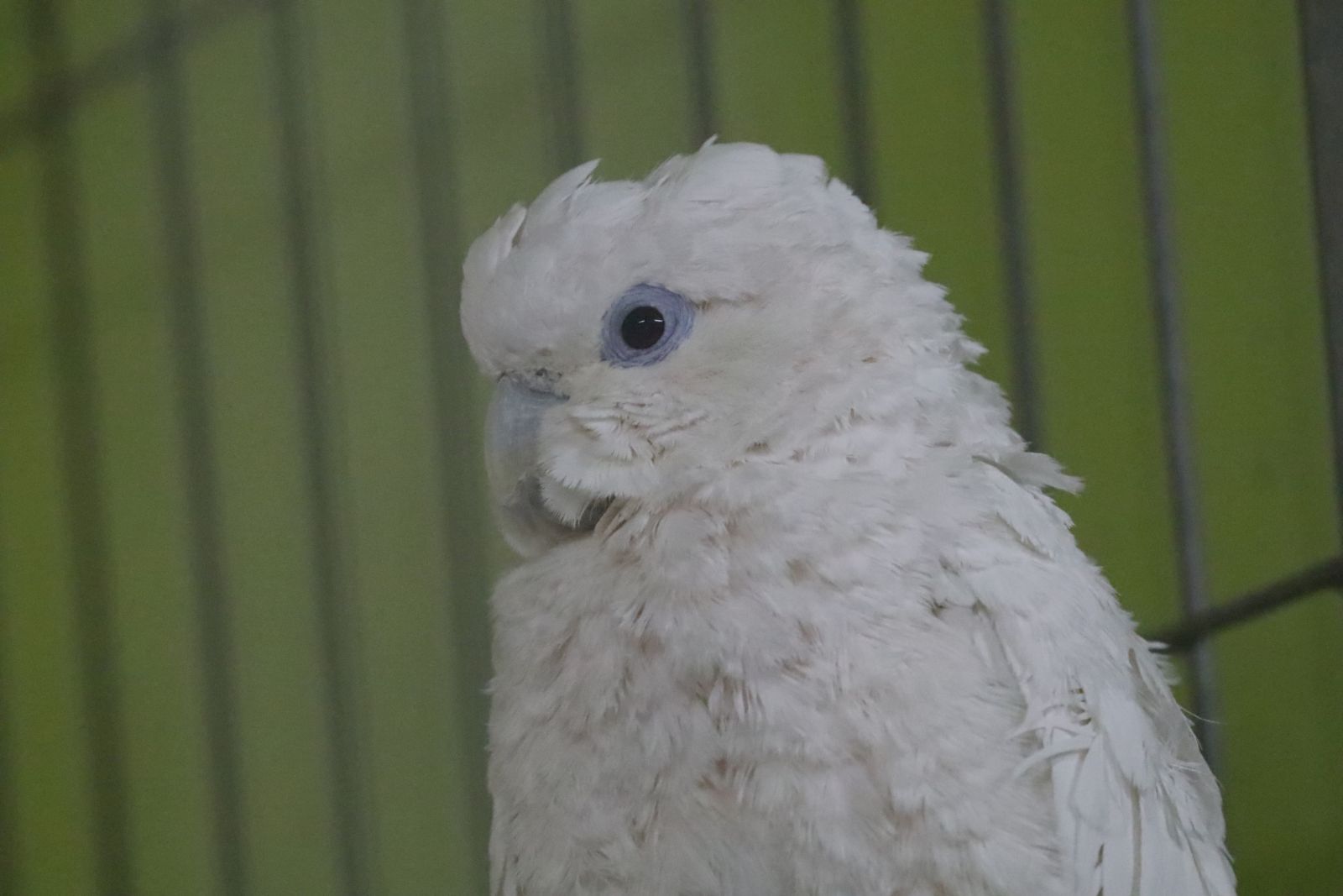 Z wizytą w mini zoo i na budowie palmiarni