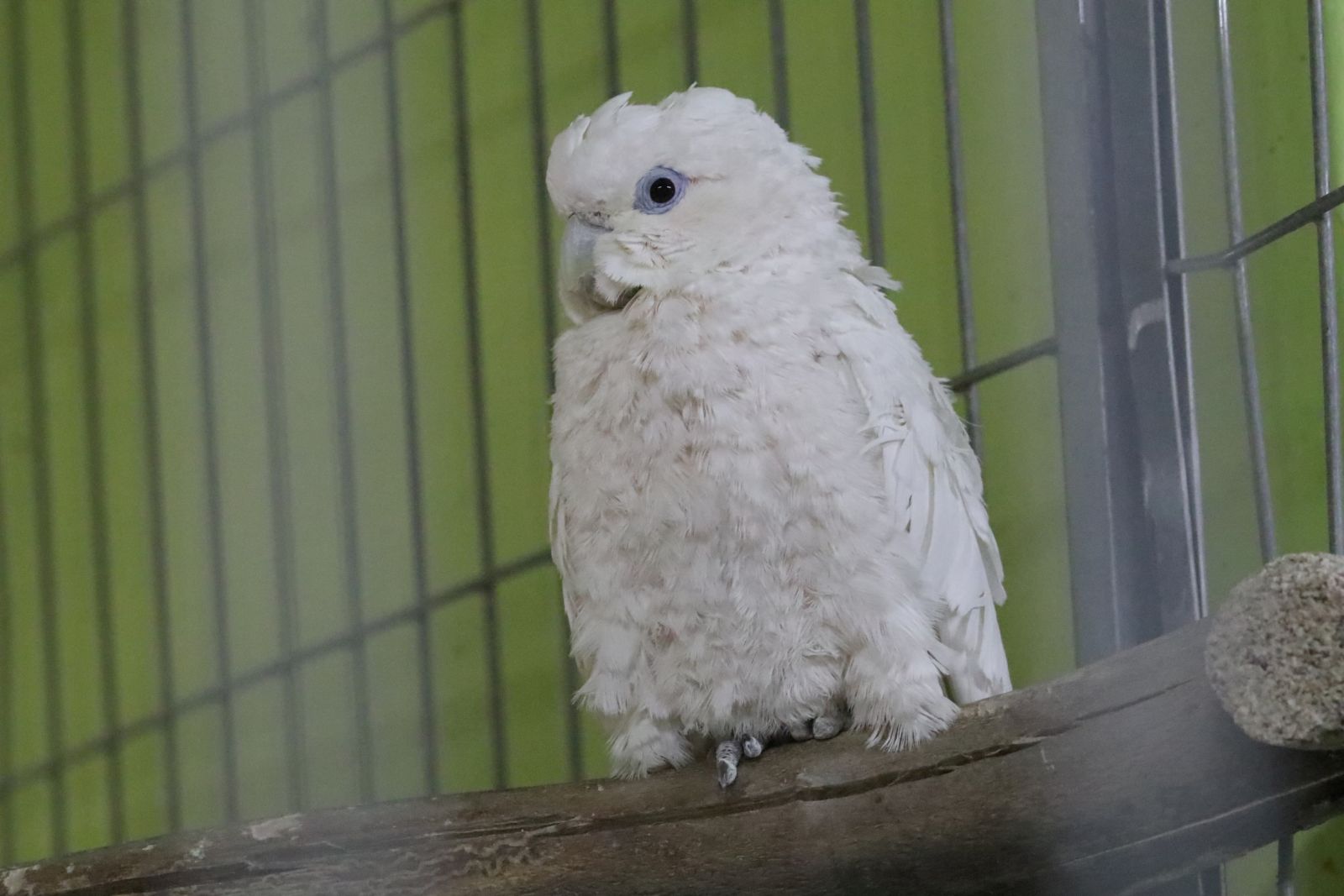 Z wizytą w mini zoo i na budowie palmiarni