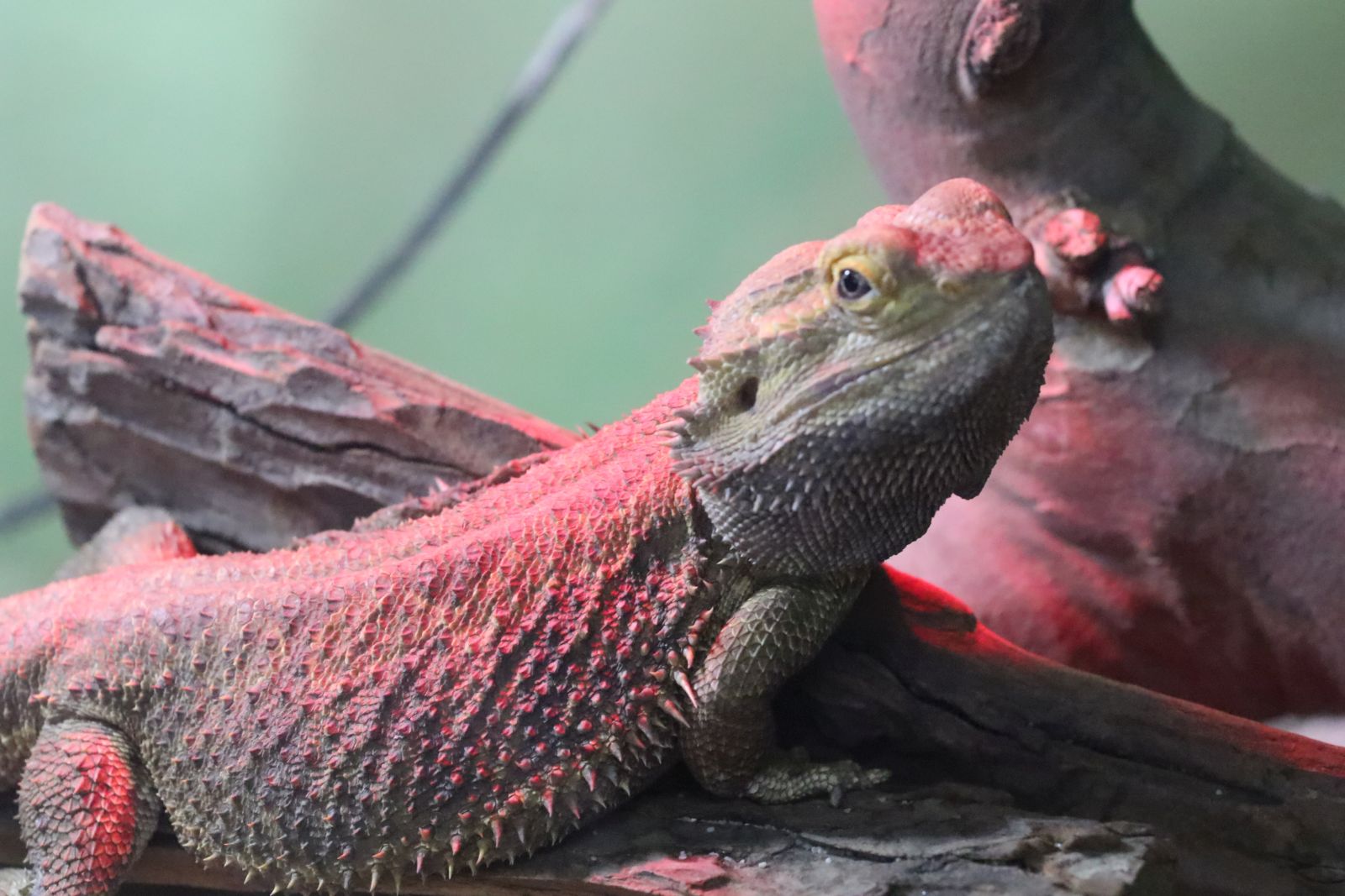 Z wizytą w mini zoo i na budowie palmiarni