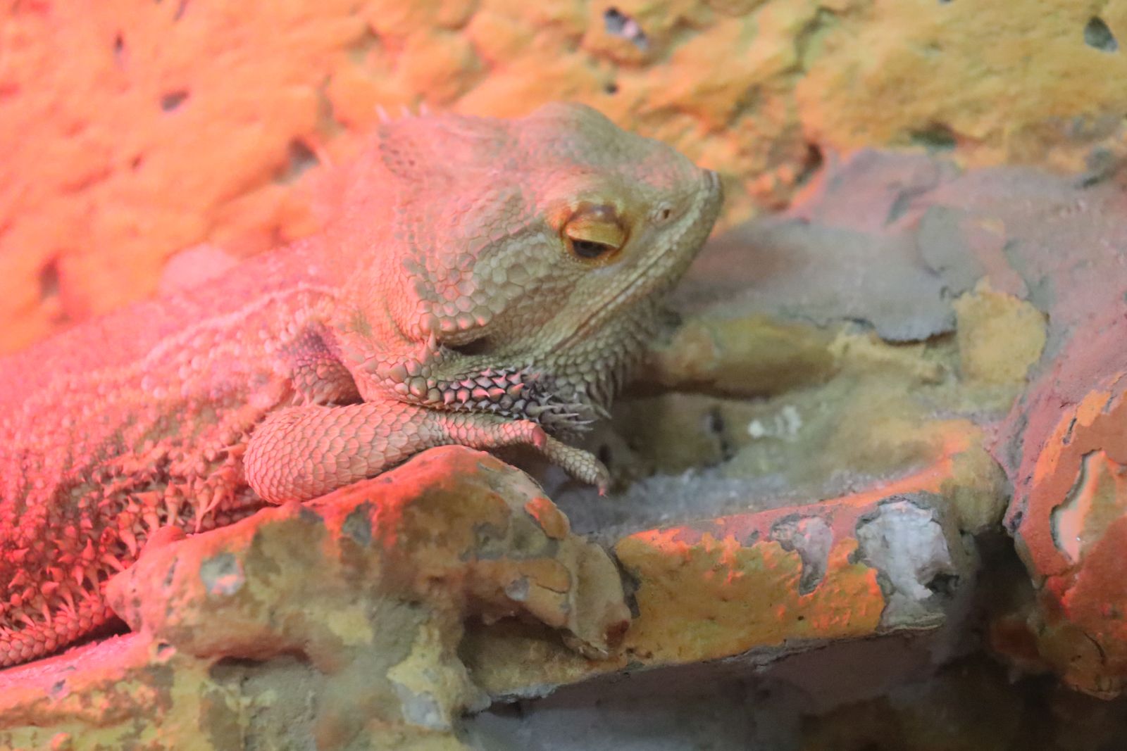 Z wizytą w mini zoo i na budowie palmiarni