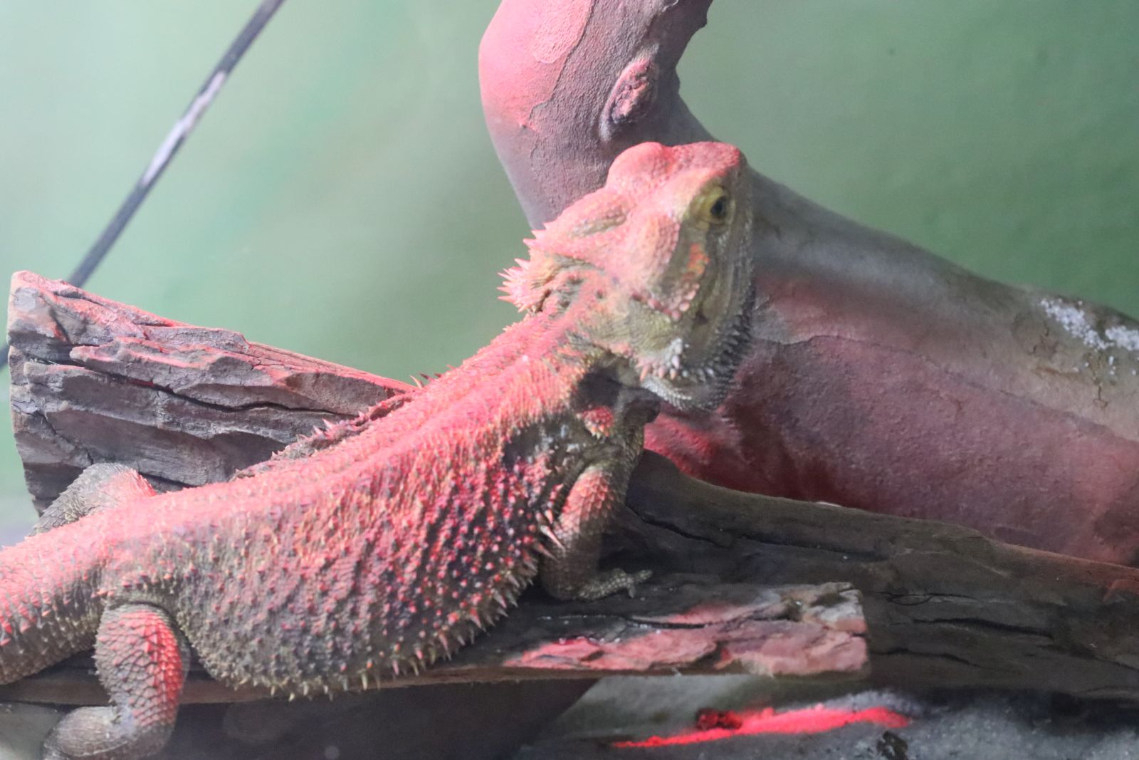 Z wizytą w mini zoo i na budowie palmiarni