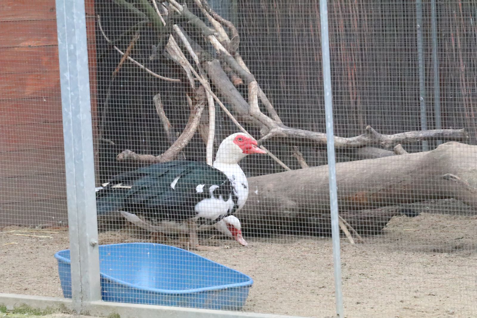 Z wizytą w mini zoo i na budowie palmiarni