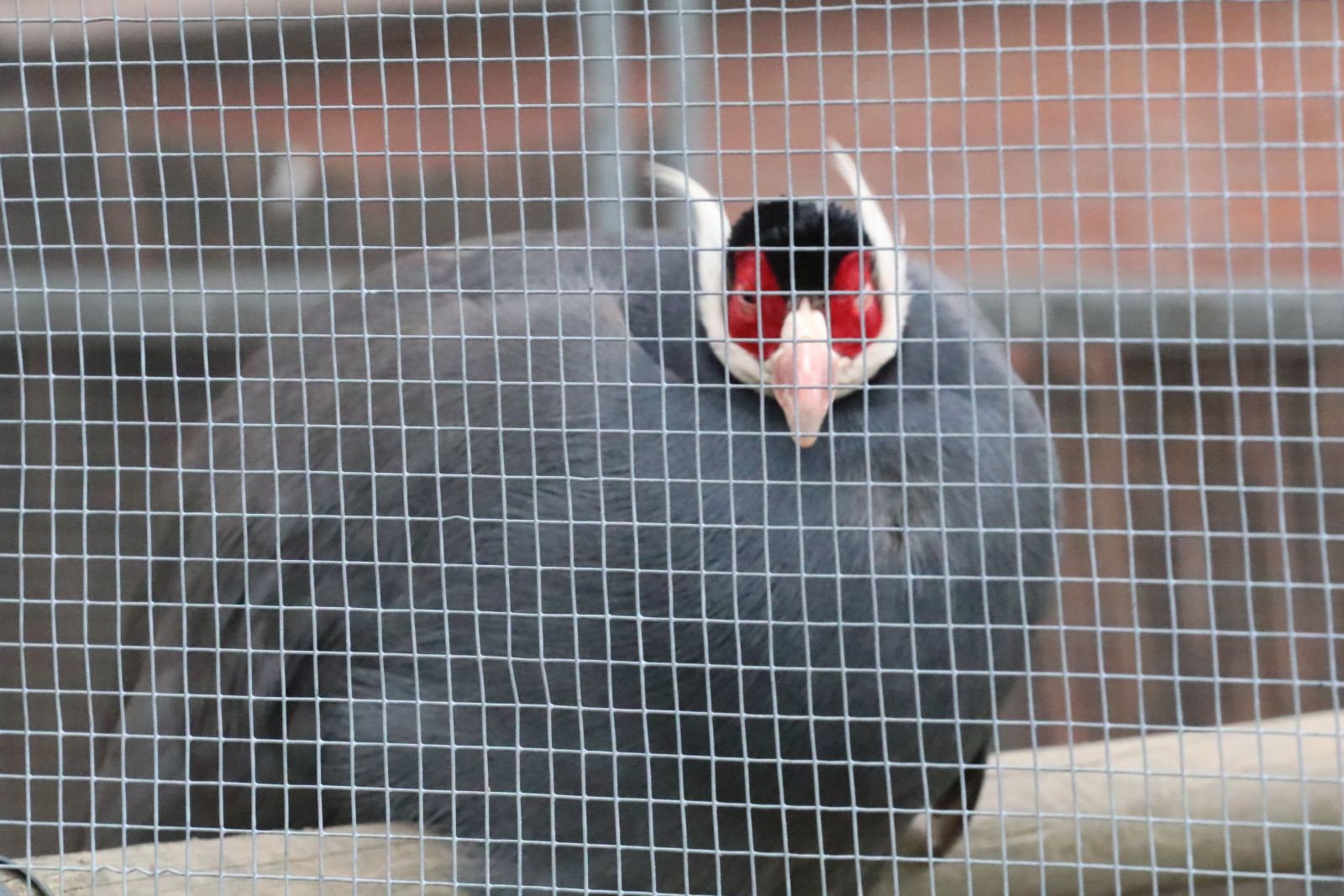 Z wizytą w mini zoo i na budowie palmiarni