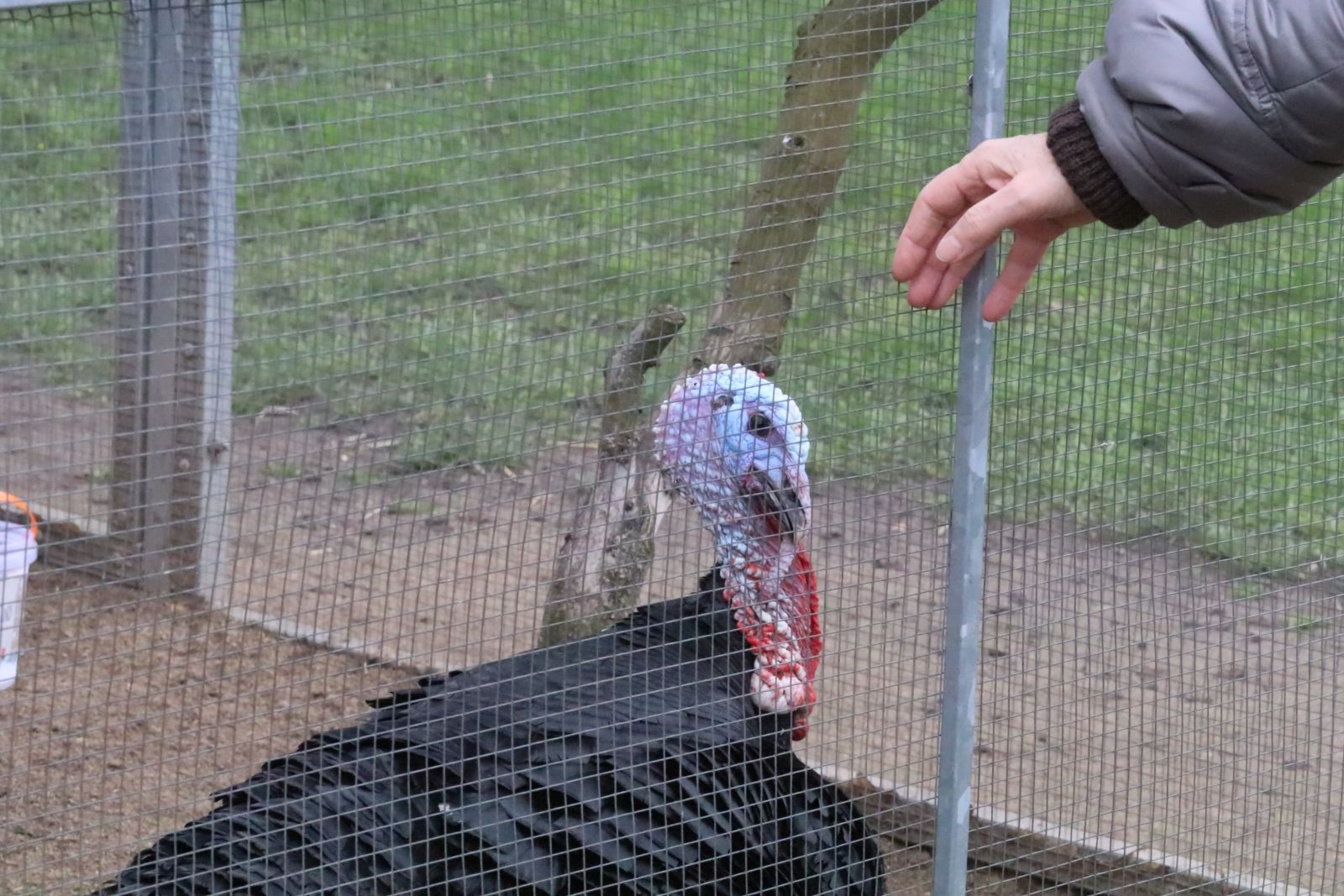Z wizytą w mini zoo i na budowie palmiarni