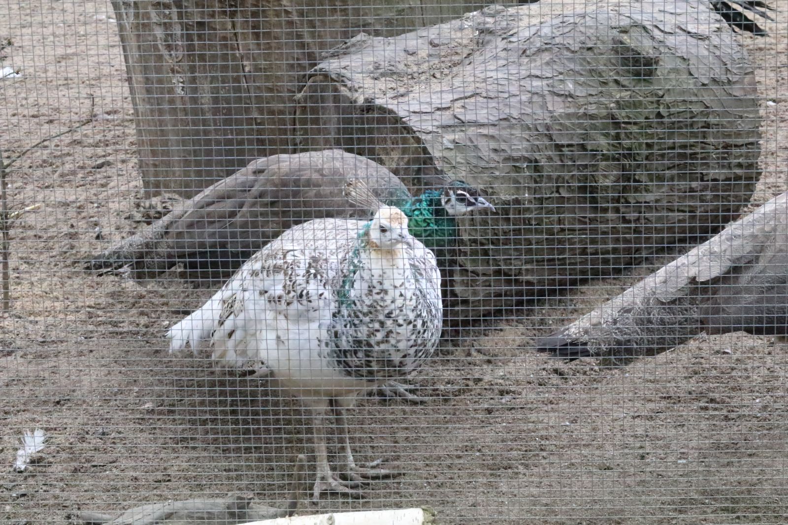 Z wizytą w mini zoo i na budowie palmiarni