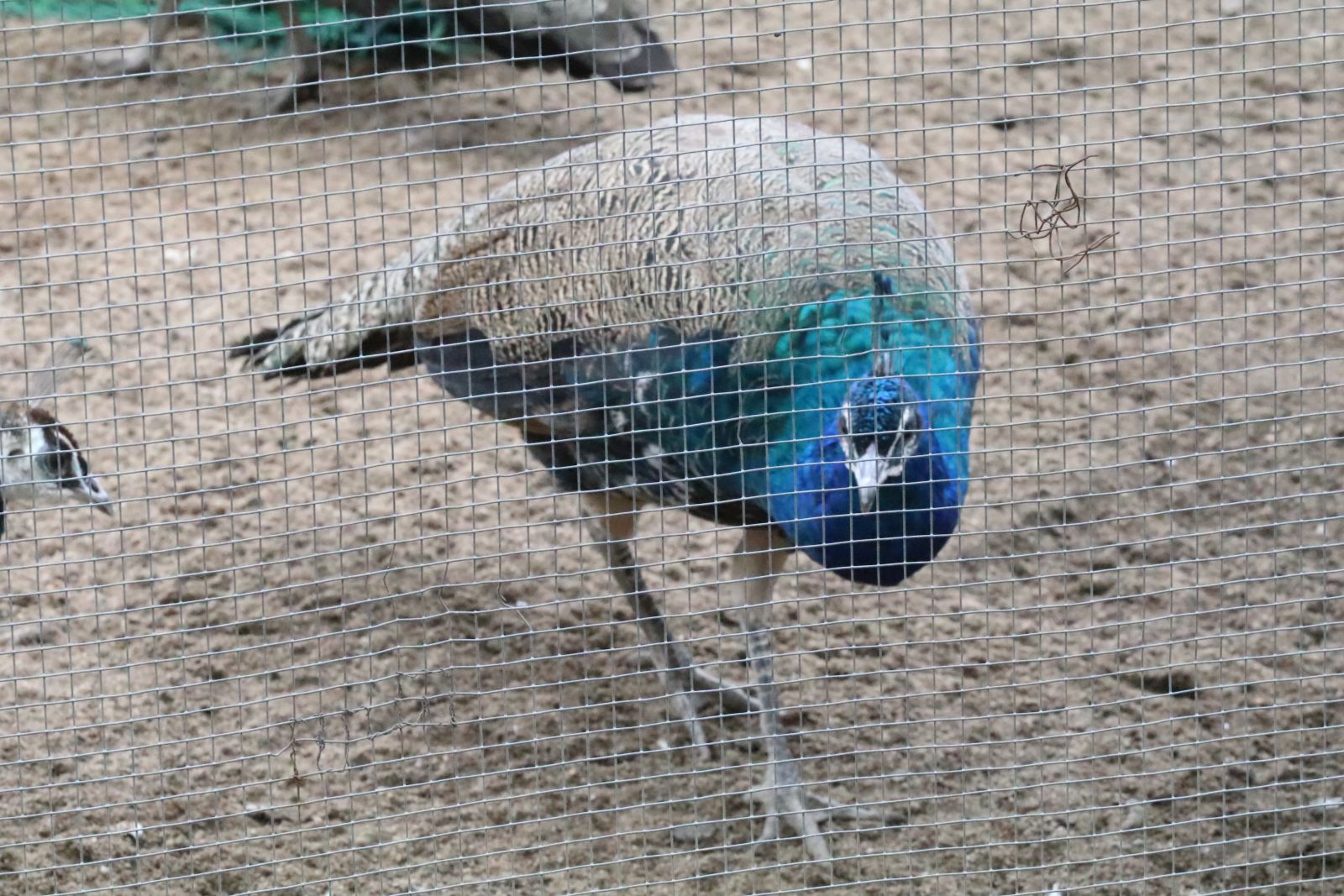 Z wizytą w mini zoo i na budowie palmiarni
