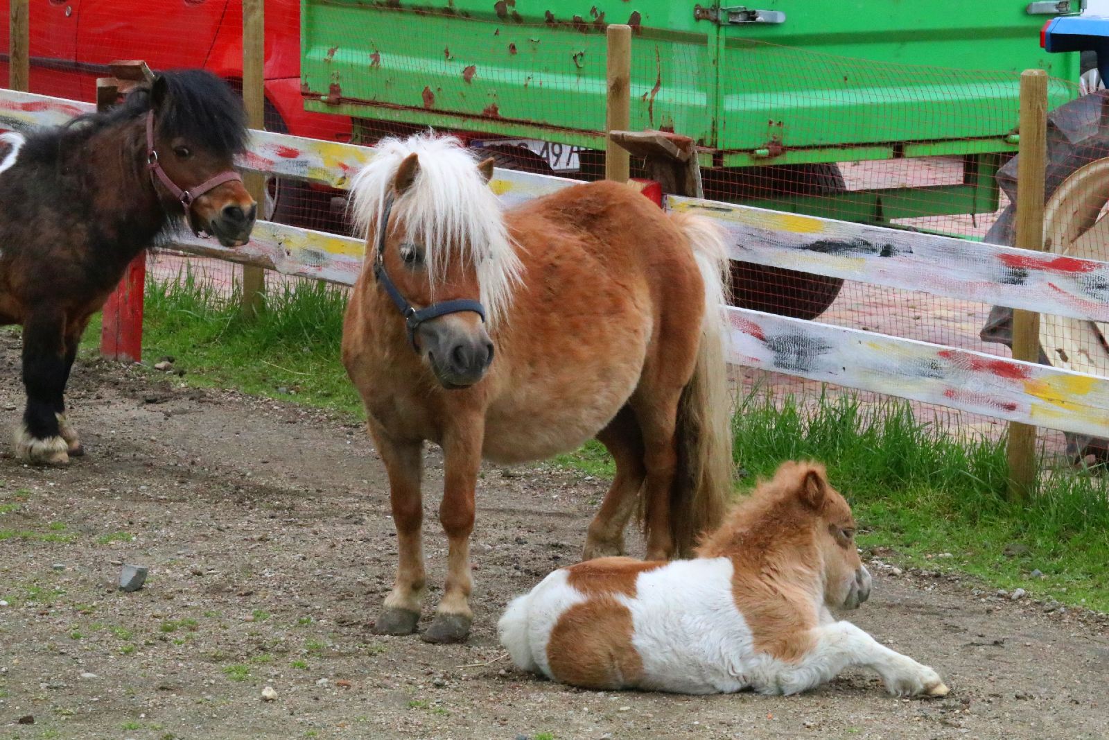 Mini ZOO w Piotrówku otwarte dla zwiedzających