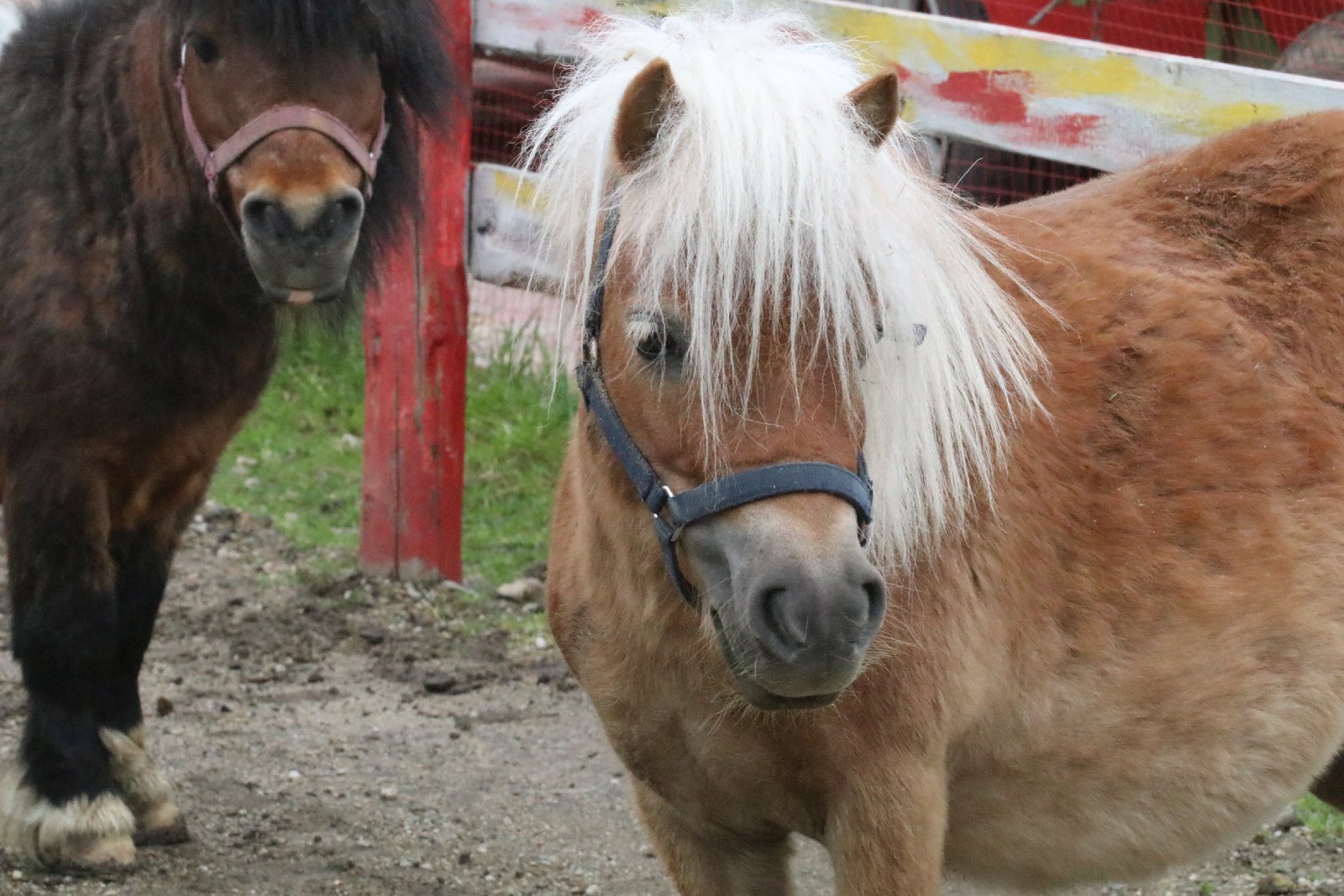 Mini ZOO w Piotrówku otwarte dla zwiedzających