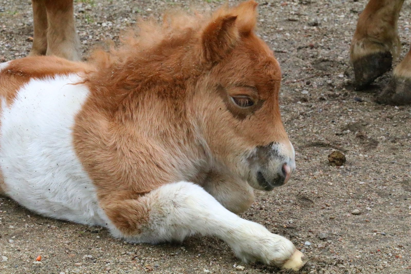 Mini ZOO w Piotrówku otwarte dla zwiedzających