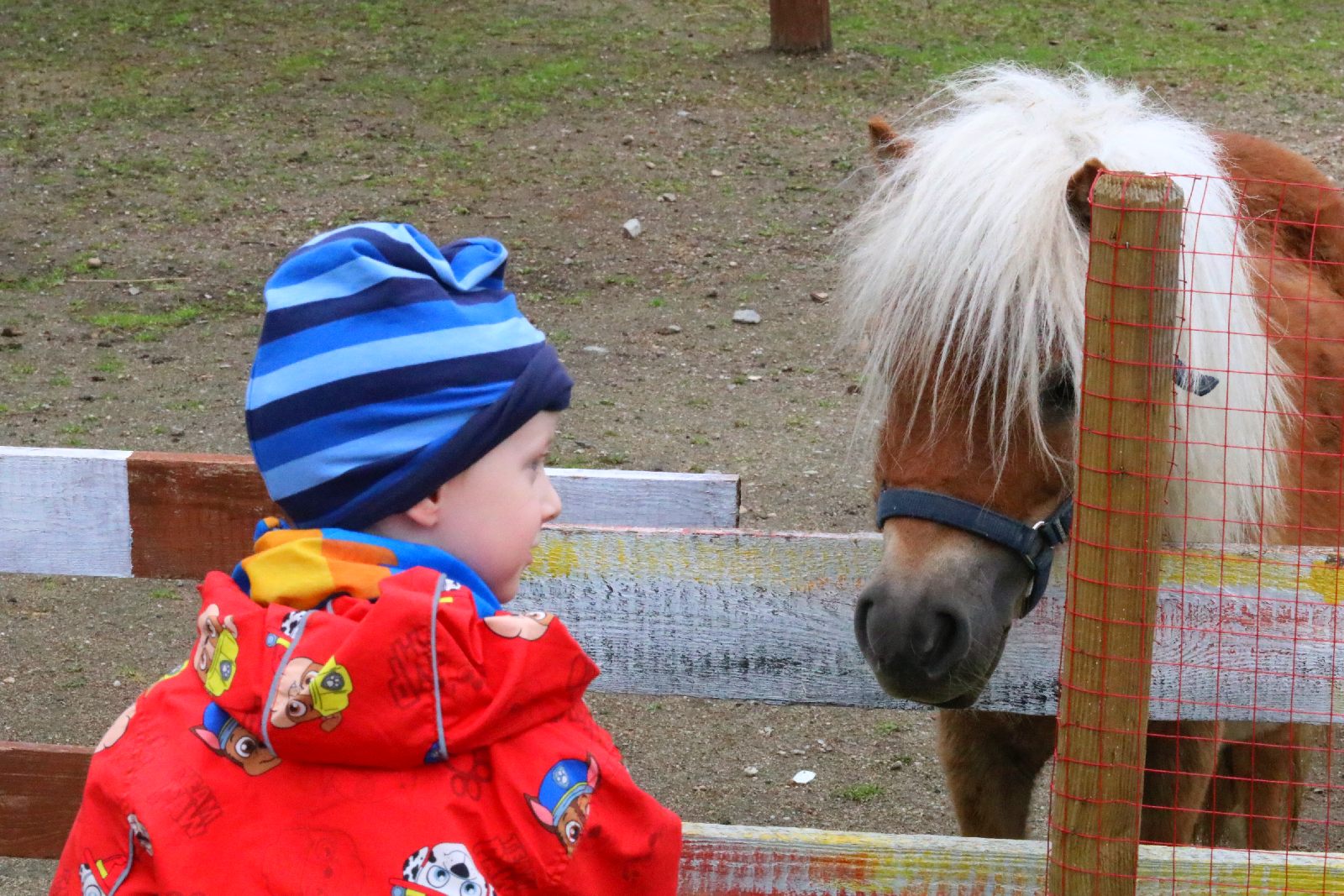 Mini ZOO w Piotrówku otwarte dla zwiedzających
