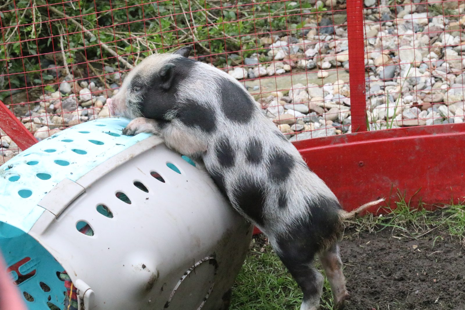 Mini ZOO w Piotrówku otwarte dla zwiedzających