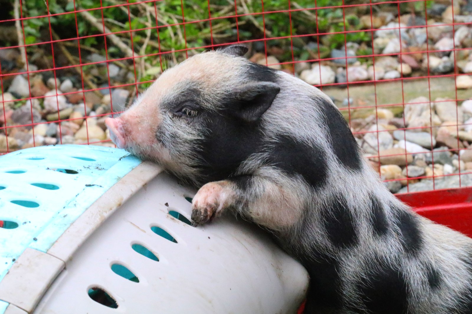 Mini ZOO w Piotrówku otwarte dla zwiedzających