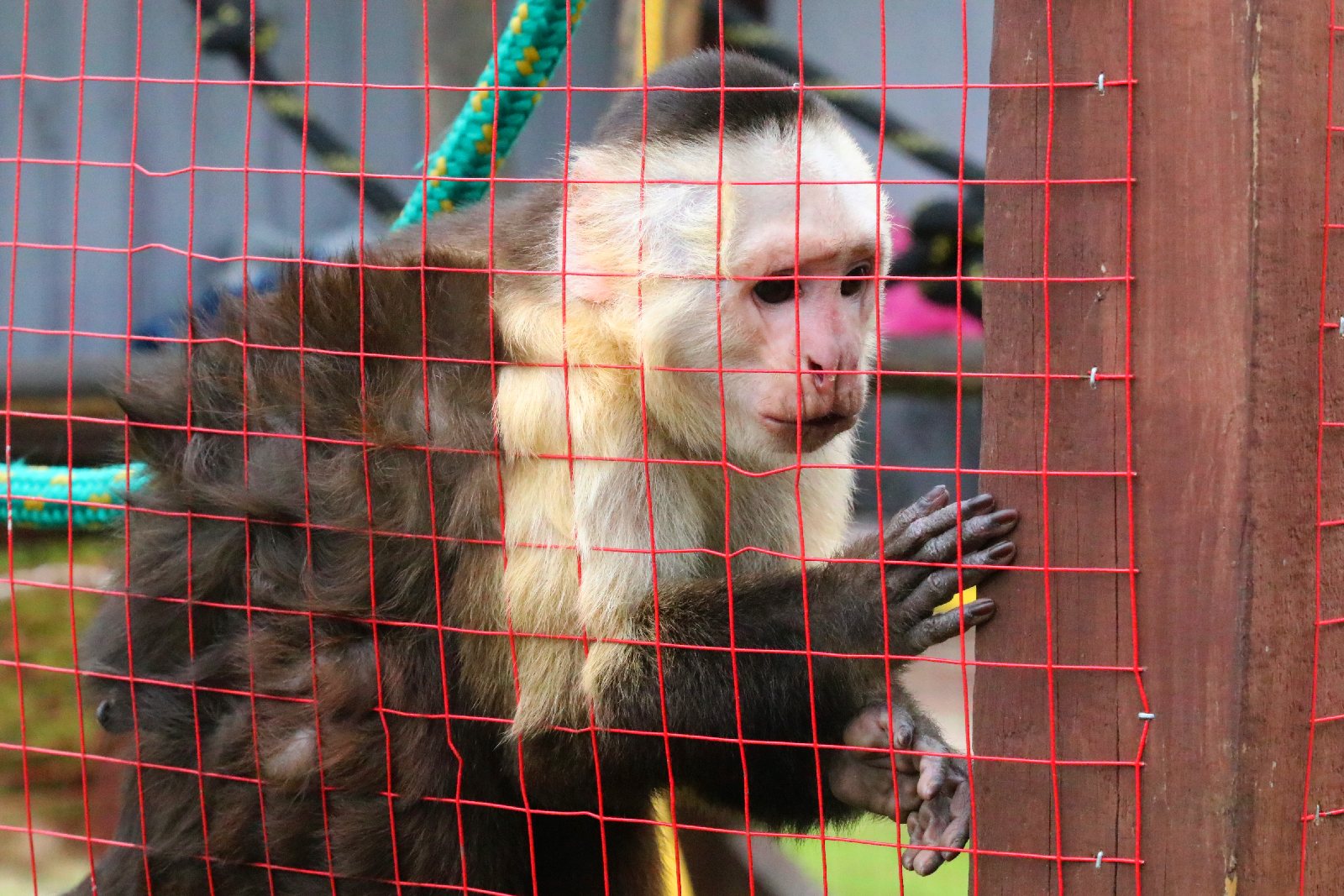 Mini ZOO w Piotrówku otwarte dla zwiedzających
