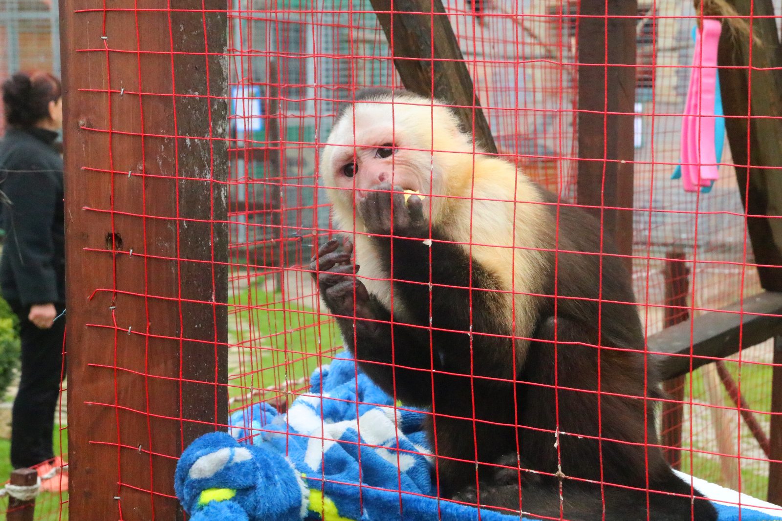 Mini ZOO w Piotrówku otwarte dla zwiedzających