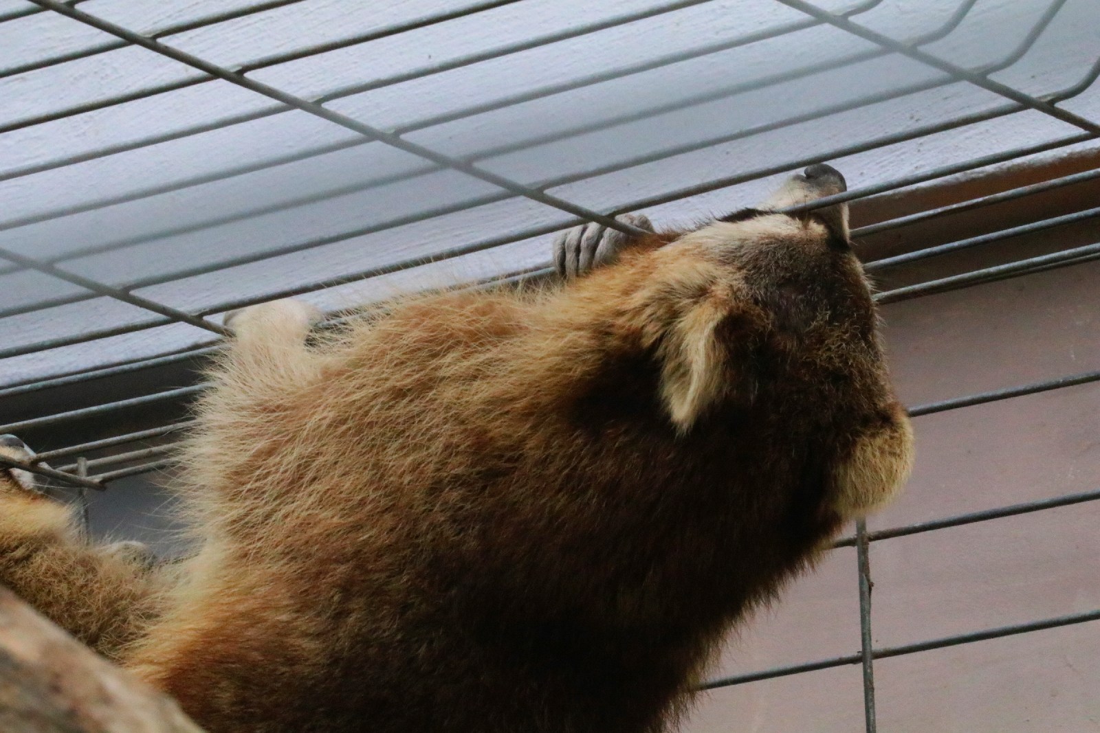 Mini ZOO w Piotrówku otwarte dla zwiedzających