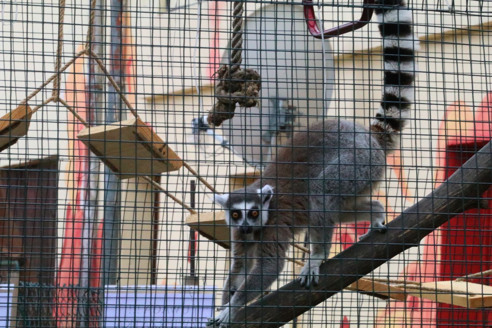 Mini ZOO w Piotrówku otwarte dla zwiedzających