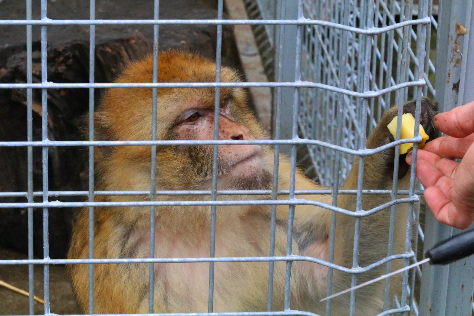 Mini ZOO w Piotrówku otwarte dla zwiedzających