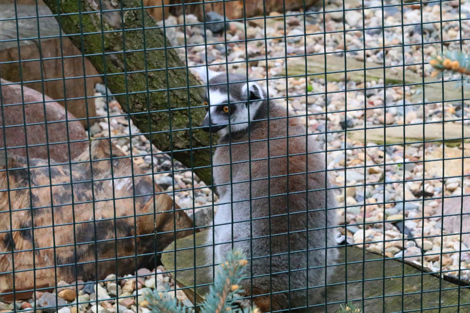 Mini ZOO w Piotrówku otwarte dla zwiedzających