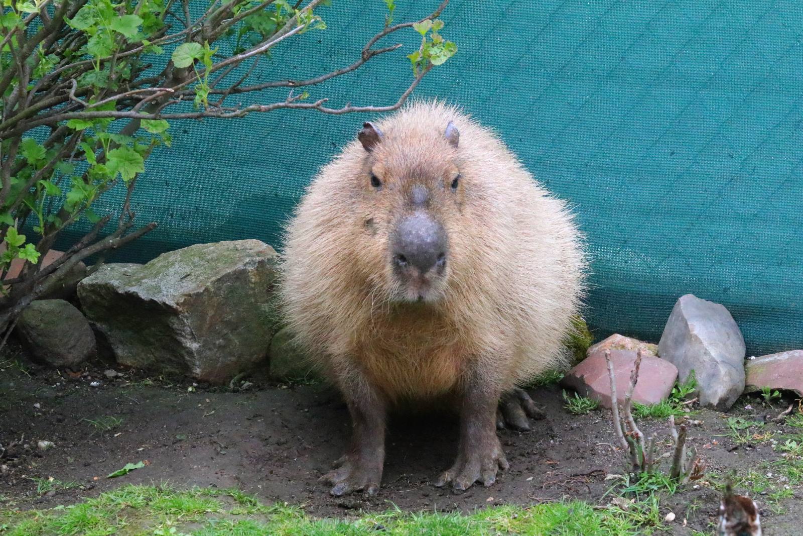Mini ZOO w Piotrówku otwarte dla zwiedzających