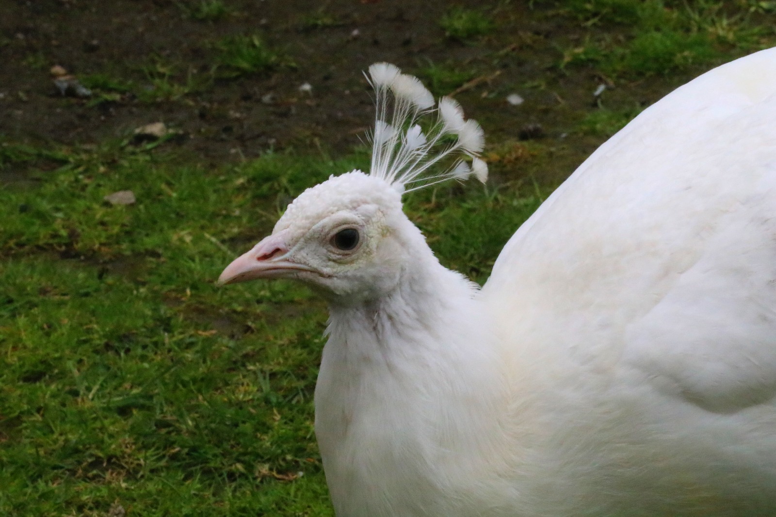 Mini ZOO w Piotrówku otwarte dla zwiedzających