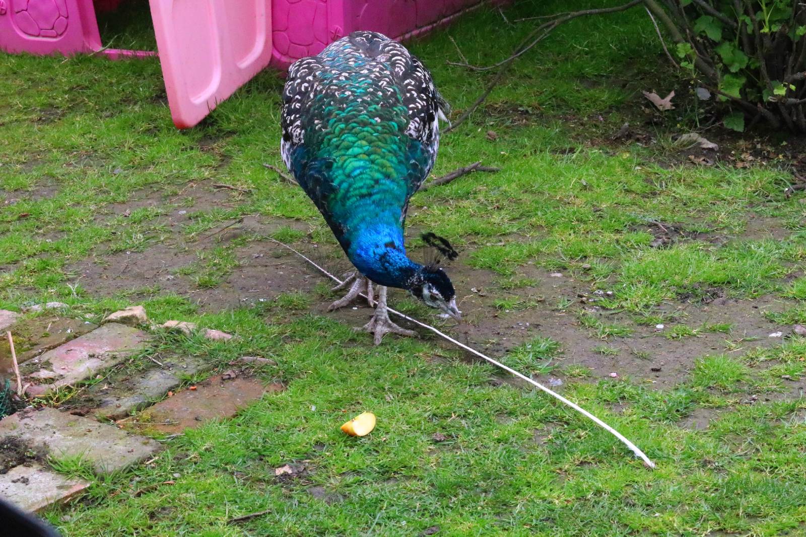 Mini ZOO w Piotrówku otwarte dla zwiedzających