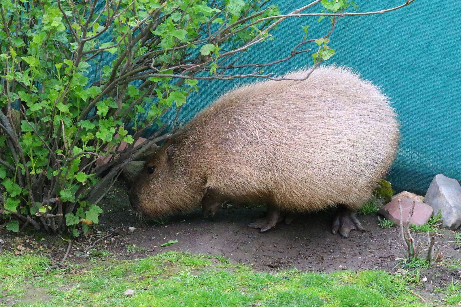 Mini ZOO w Piotrówku otwarte dla zwiedzających