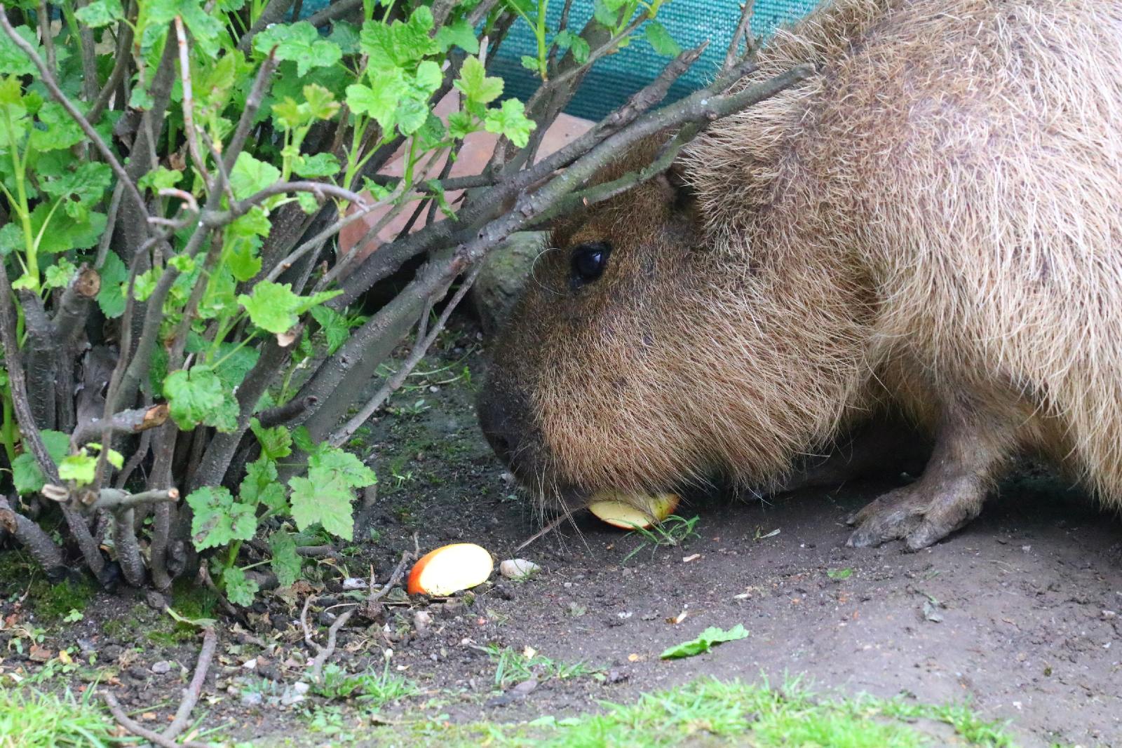 Mini ZOO w Piotrówku otwarte dla zwiedzających