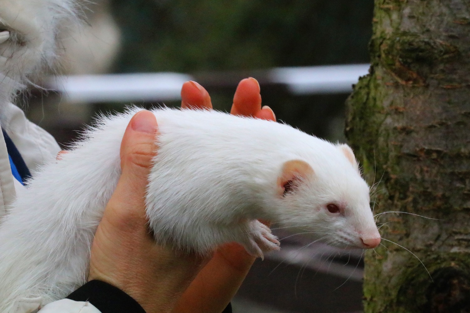 Mini ZOO w Piotrówku otwarte dla zwiedzających
