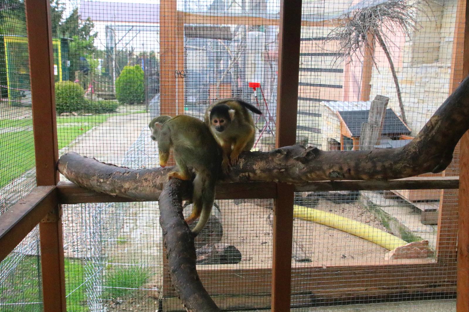 Mini ZOO w Piotrówku otwarte dla zwiedzających