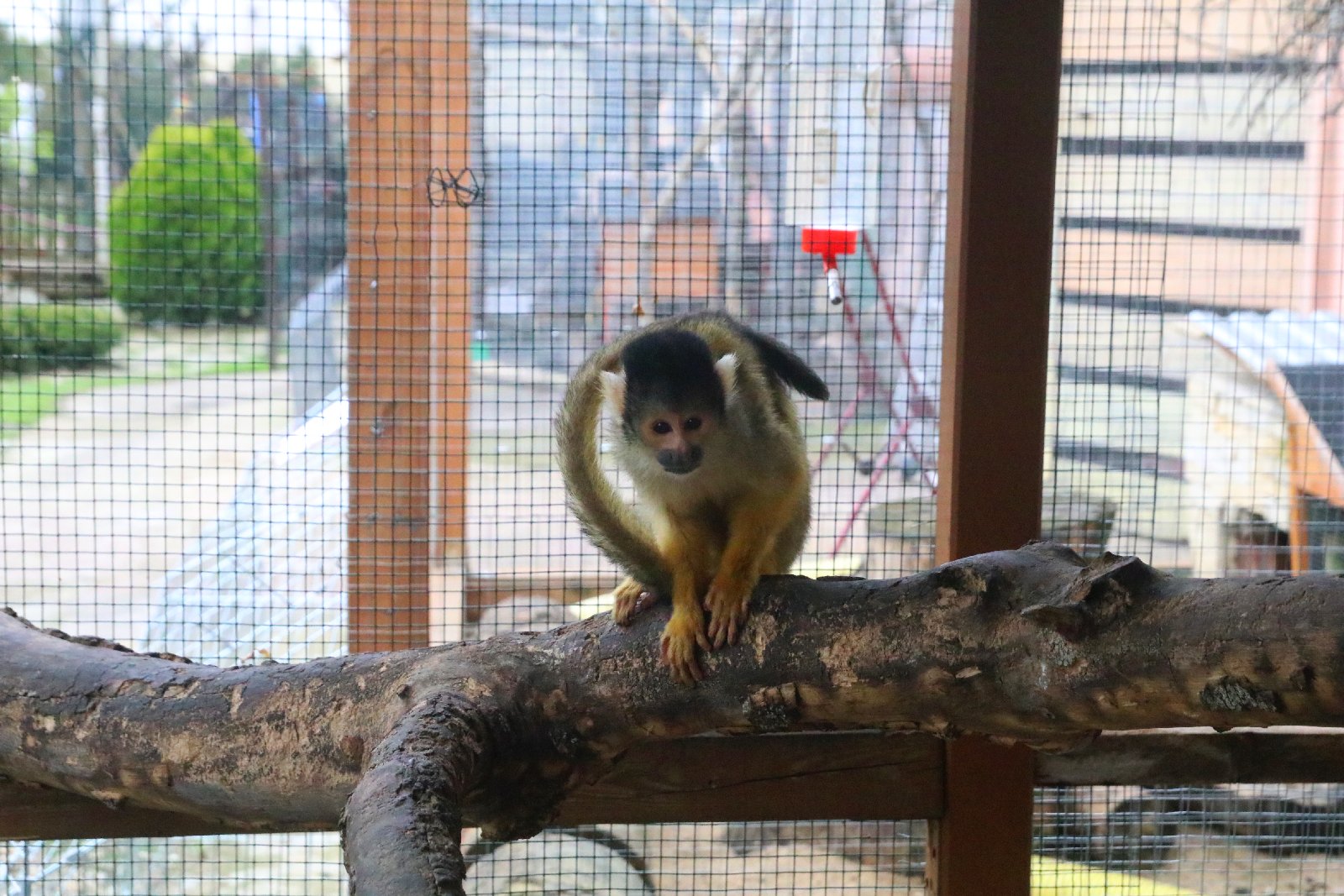 Mini ZOO w Piotrówku otwarte dla zwiedzających