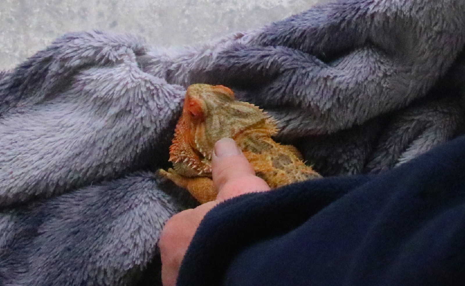 Mini ZOO w Piotrówku otwarte dla zwiedzających