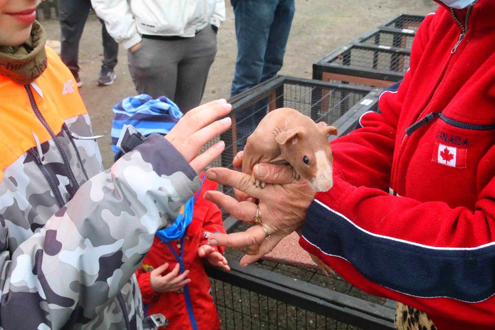 Mini ZOO w Piotrówku otwarte dla zwiedzających