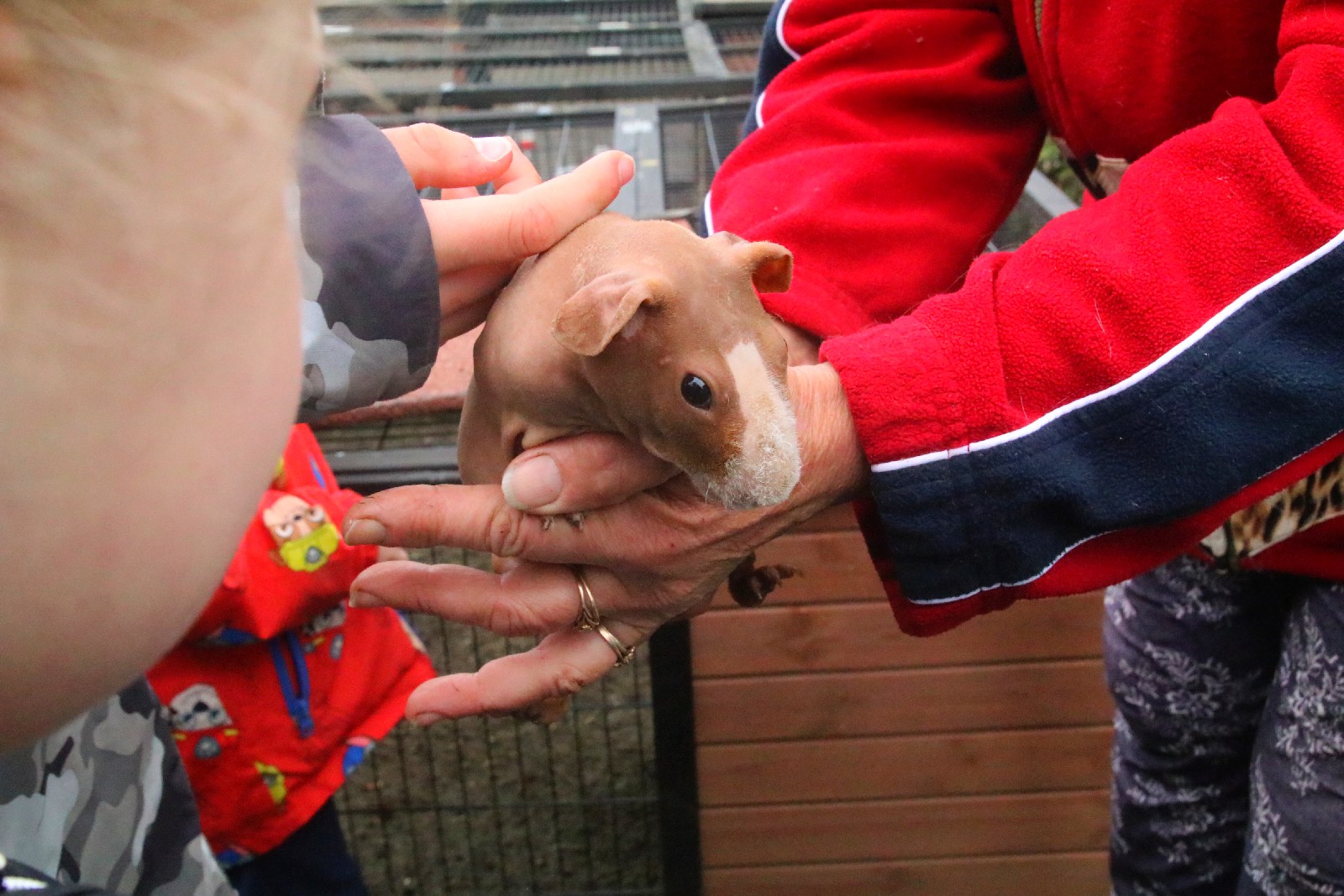 Mini ZOO w Piotrówku otwarte dla zwiedzających