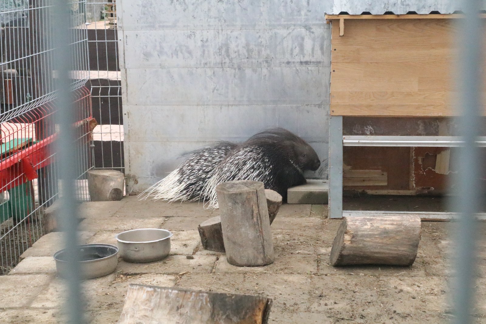 Mini ZOO w Piotrówku otwarte dla zwiedzających