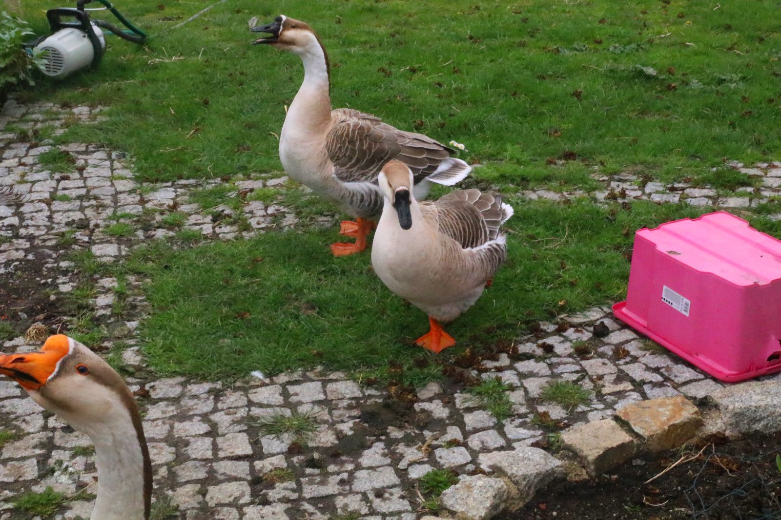 Mini ZOO w Piotrówku otwarte dla zwiedzających