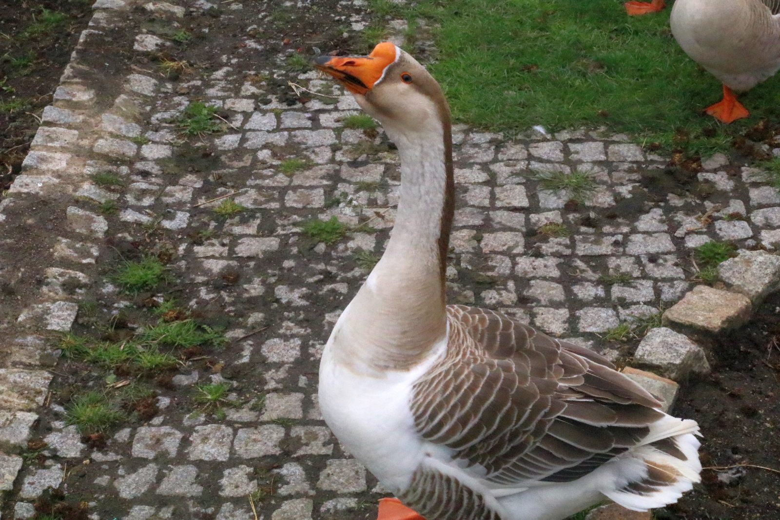 Mini ZOO w Piotrówku otwarte dla zwiedzających