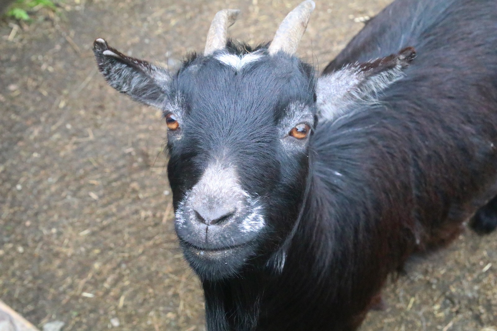 Mini ZOO w Piotrówku otwarte dla zwiedzających