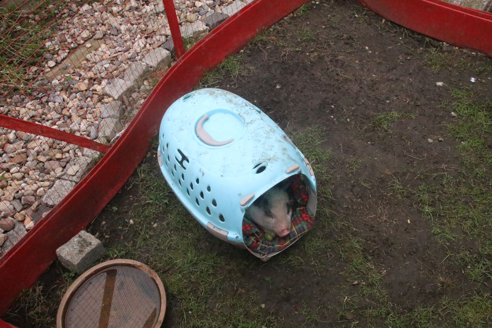 Mini ZOO w Piotrówku otwarte dla zwiedzających