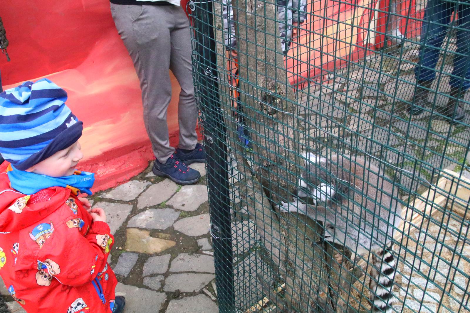 Mini ZOO w Piotrówku otwarte dla zwiedzających