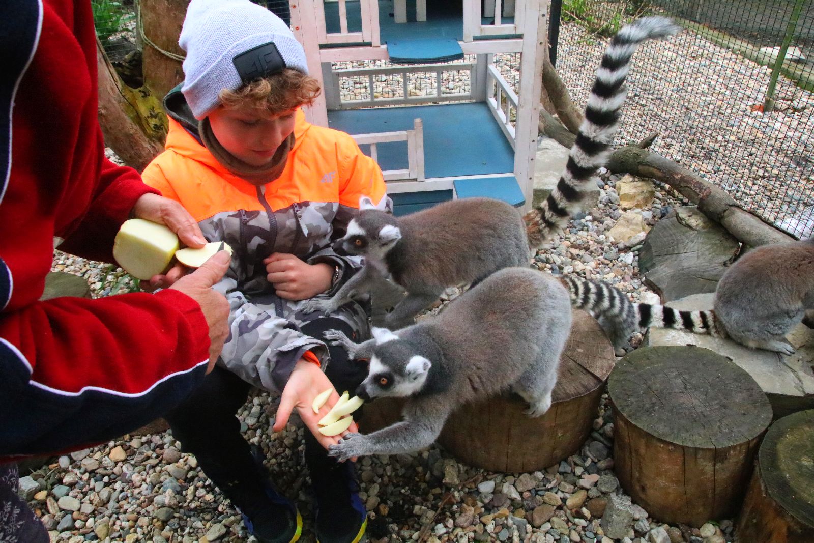 Mini ZOO w Piotrówku otwarte dla zwiedzających