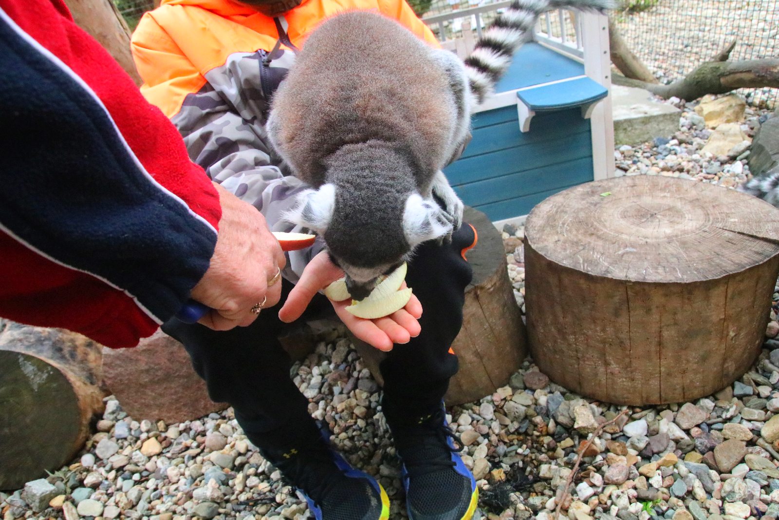 Mini ZOO w Piotrówku otwarte dla zwiedzających