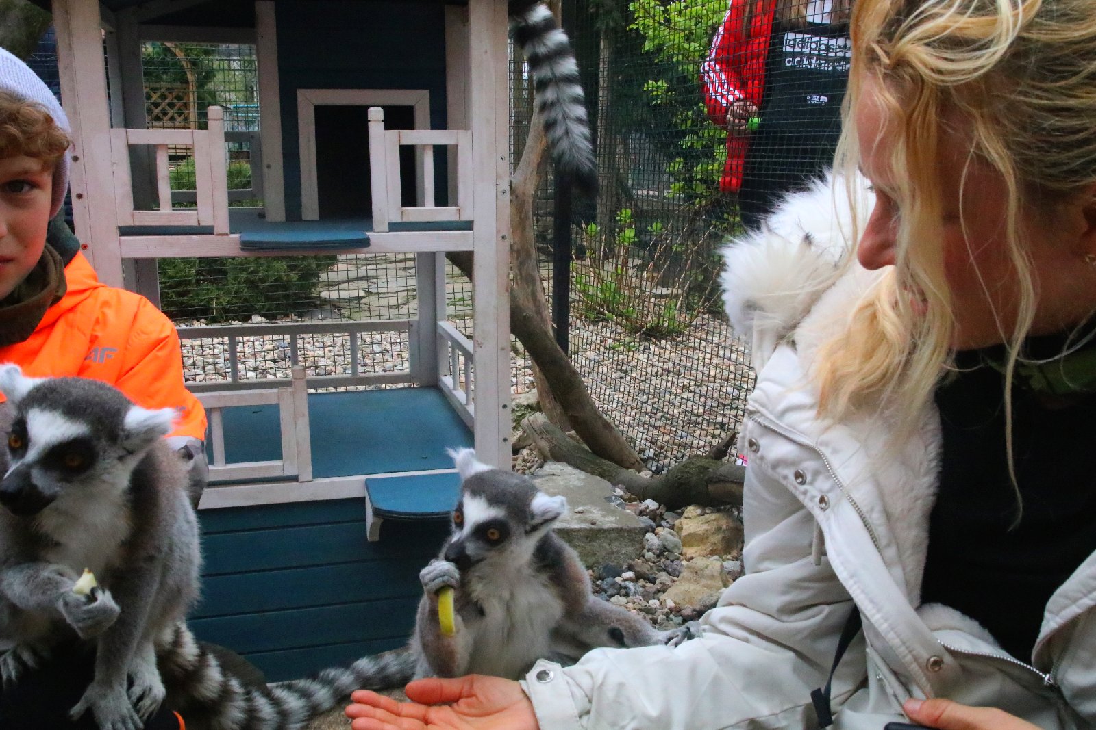 Mini ZOO w Piotrówku otwarte dla zwiedzających