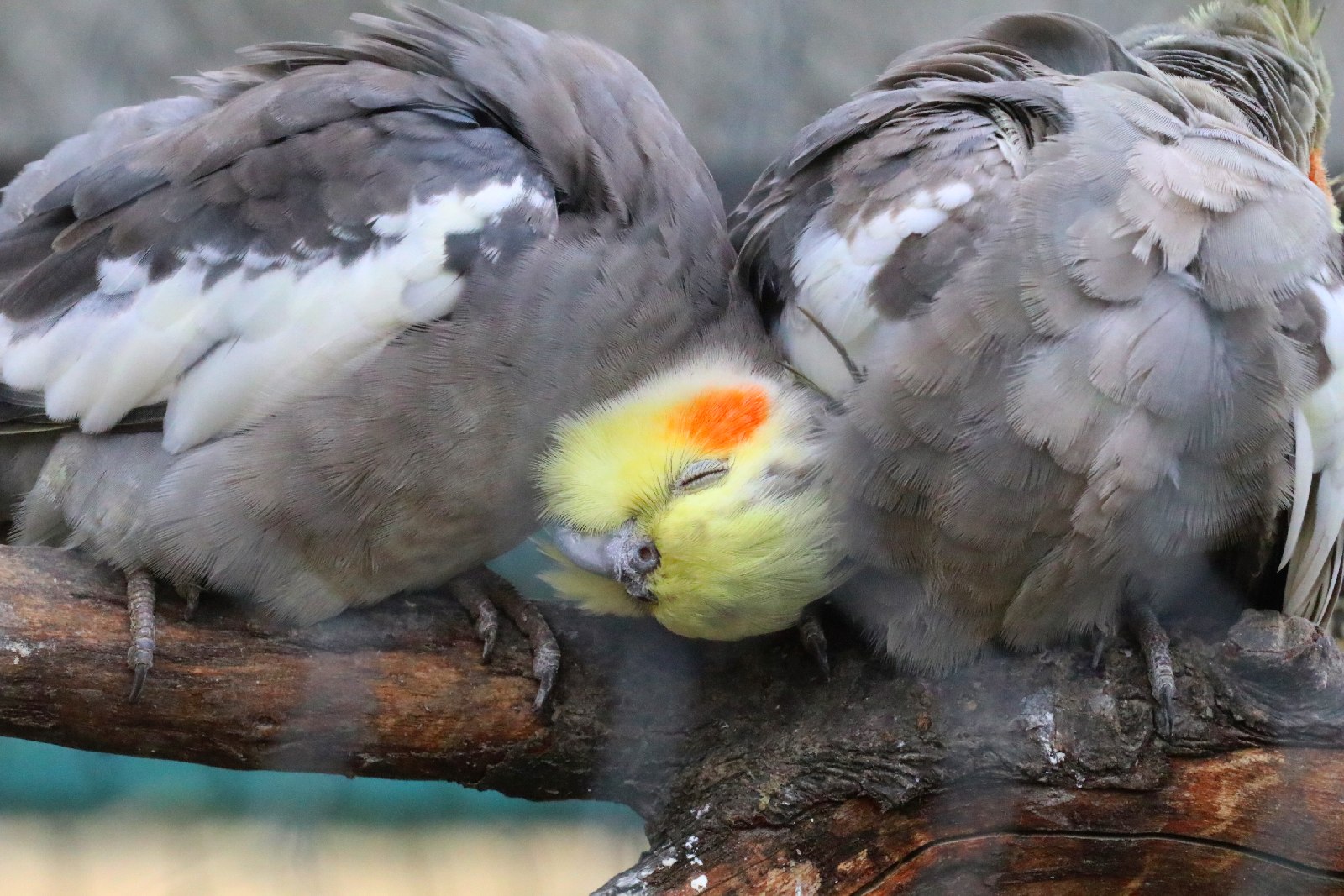 Mini ZOO w Piotrówku otwarte dla zwiedzających